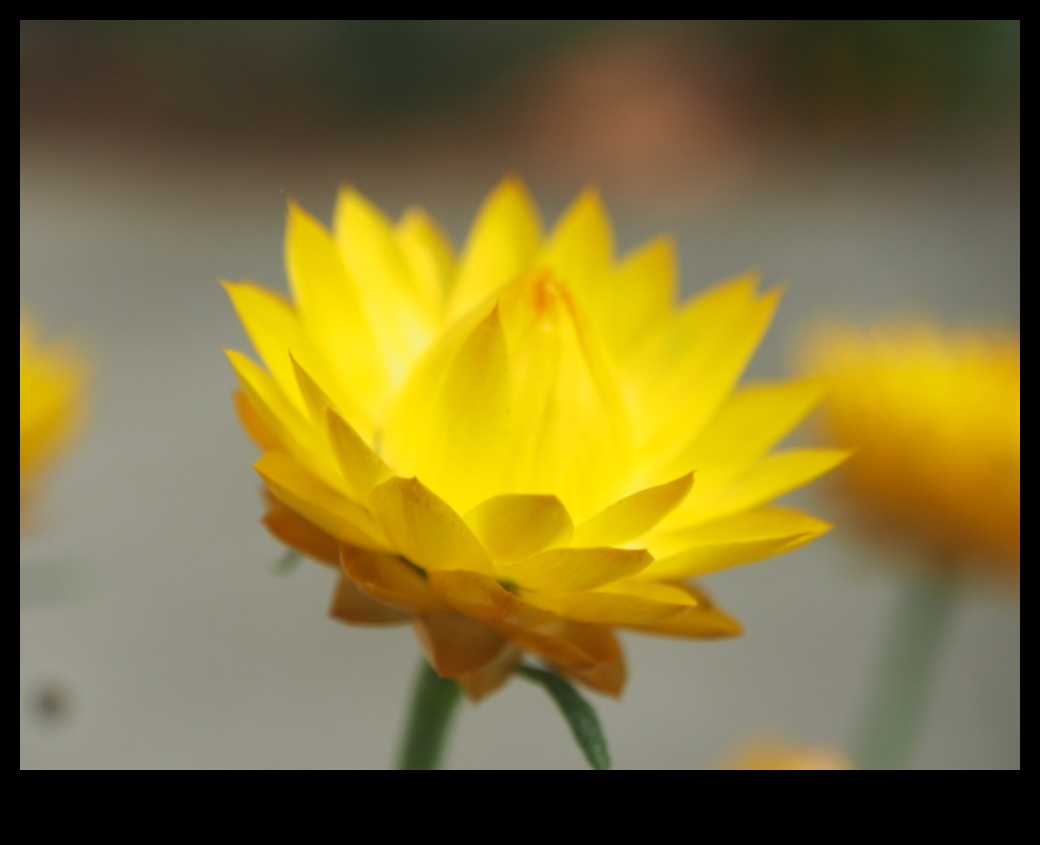 Zelta dārzs: zied mirdzoši