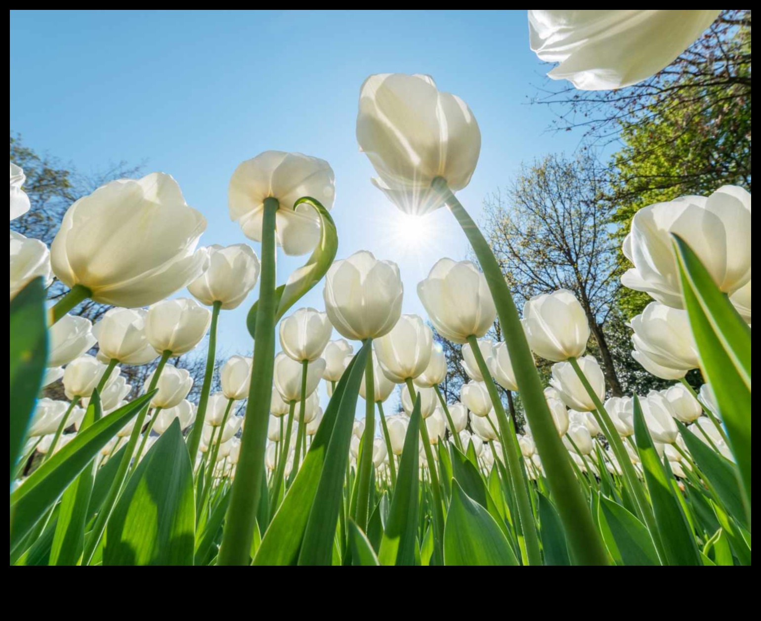Izkopiet skaistumu: atklājiet efektīvas dārza kopšanas noslēpumus