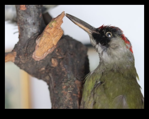 Melodiskas ainavas: Dabas skaistuma radītas harmonijas