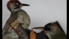 Melodiskas ainavas: Dabas skaistuma radītas harmonijas