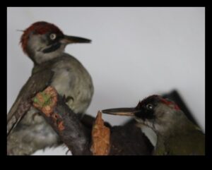 Melodiskas ainavas: Dabas skaistuma radītas harmonijas