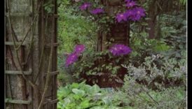 Dārza dārgakmeņi: atklāsim ekspertu aprūpes noslēpumus