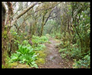 Čukstošās priedes: Meža ainavu burvība