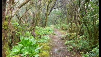 Čukstošās priedes: Meža ainavu burvība