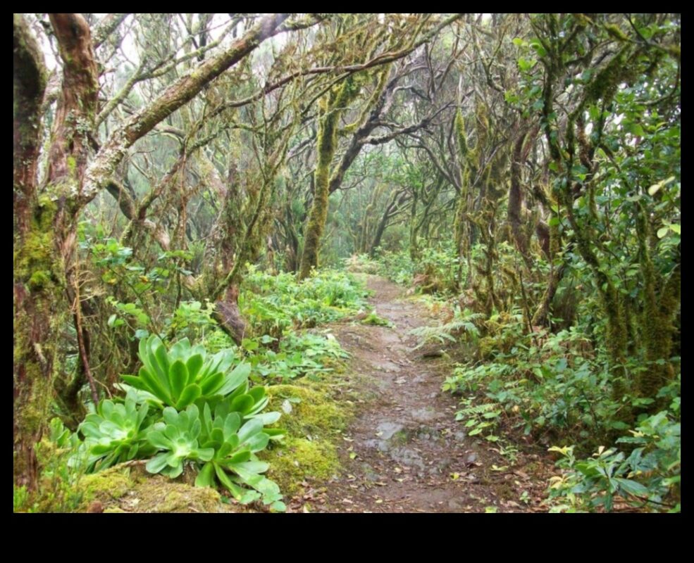 Čukstošās priedes: Meža ainavu burvība
