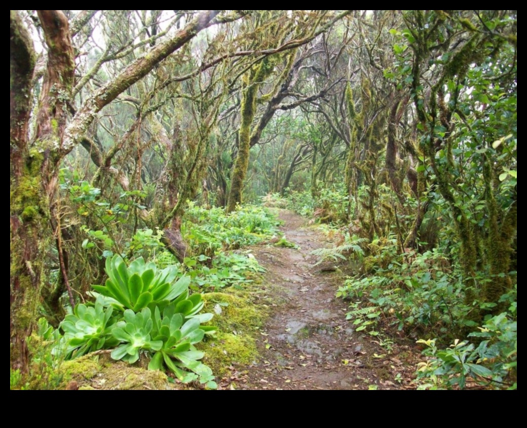 Čukstošās priedes: Meža ainavu burvība