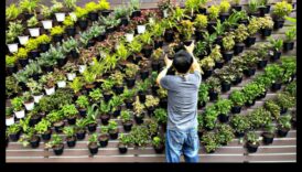 Vertikālā pacelšanās: ziedoši brīnumi visās dimensijās