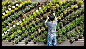 Vertikālā pacelšanās: ziedoši brīnumi visās dimensijās