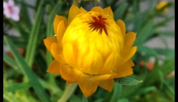 Zelta dārzs: zied mirdzoši