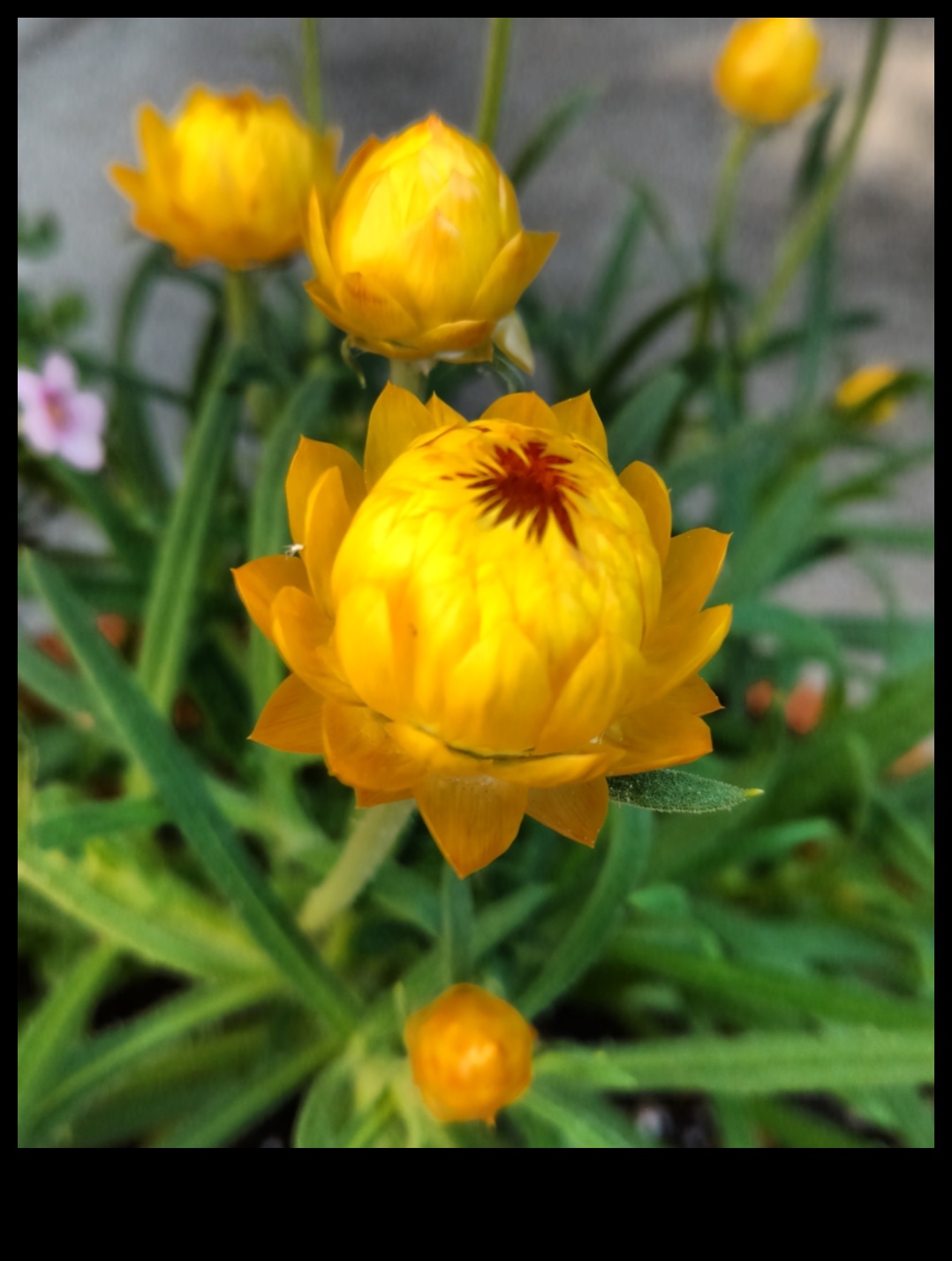 Zelta dārzs: zied mirdzoši